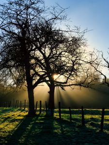 Preview wallpaper branches, trees, sun, sunrise, landscape, nature