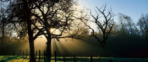 Preview wallpaper branches, trees, sun, sunrise, landscape, nature