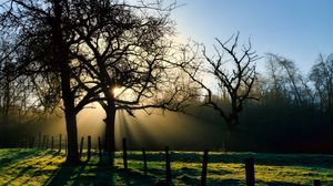 Preview wallpaper branches, trees, sun, sunrise, landscape, nature