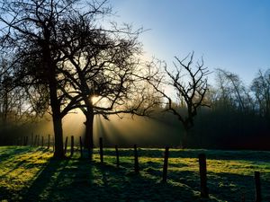 Preview wallpaper branches, trees, sun, sunrise, landscape, nature