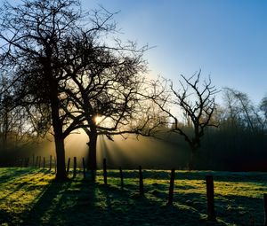 Preview wallpaper branches, trees, sun, sunrise, landscape, nature