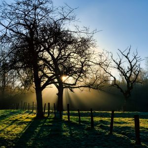 Preview wallpaper branches, trees, sun, sunrise, landscape, nature