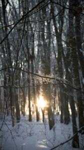 Preview wallpaper branches, trees, sunlight, winter, nature