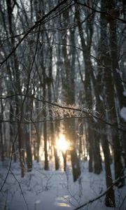 Preview wallpaper branches, trees, sunlight, winter, nature