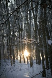Preview wallpaper branches, trees, sunlight, winter, nature