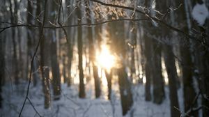 Preview wallpaper branches, trees, sunlight, winter, nature