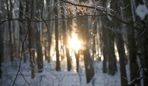 Preview wallpaper branches, trees, sunlight, winter, nature