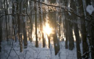 Preview wallpaper branches, trees, sunlight, winter, nature