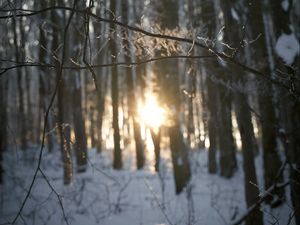 Preview wallpaper branches, trees, sunlight, winter, nature