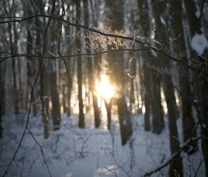 Preview wallpaper branches, trees, sunlight, winter, nature