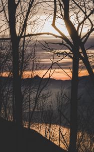 Preview wallpaper branches, trees, sunset, mountains, fog