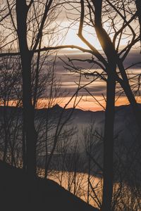 Preview wallpaper branches, trees, sunset, mountains, fog