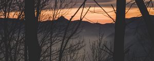 Preview wallpaper branches, trees, sunset, mountains, fog