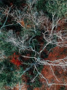 Preview wallpaper branches, trees, top view, autumn