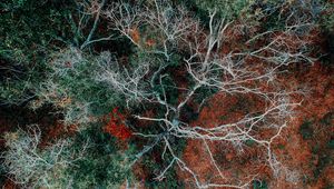 Preview wallpaper branches, trees, top view, autumn