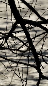 Preview wallpaper branches, waves, ripples, bw