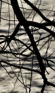 Preview wallpaper branches, waves, ripples, bw