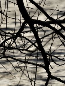 Preview wallpaper branches, waves, ripples, bw