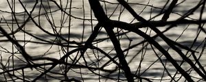 Preview wallpaper branches, waves, ripples, bw