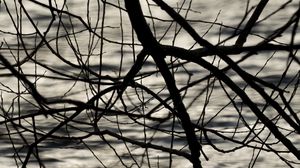 Preview wallpaper branches, waves, ripples, bw