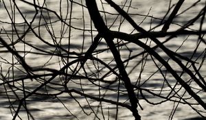 Preview wallpaper branches, waves, ripples, bw