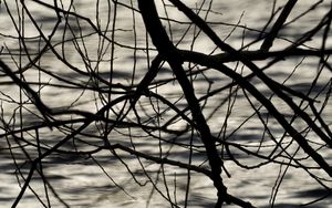 Preview wallpaper branches, waves, ripples, bw