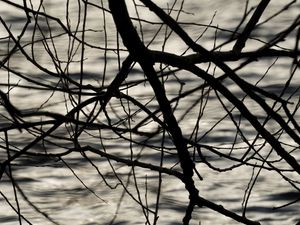 Preview wallpaper branches, waves, ripples, bw