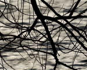 Preview wallpaper branches, waves, ripples, bw