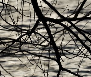 Preview wallpaper branches, waves, ripples, bw