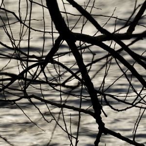 Preview wallpaper branches, waves, ripples, bw