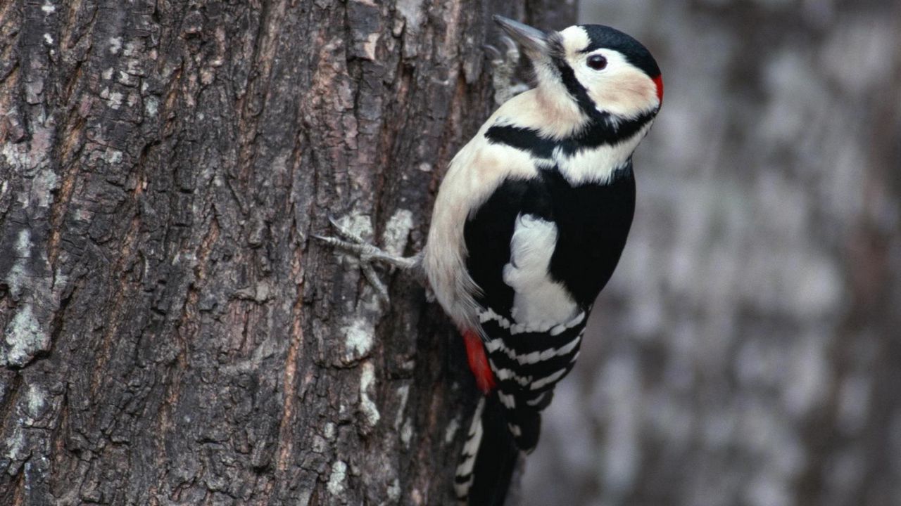 Wallpaper branches, woodpecker, bird