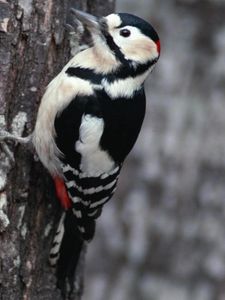 Preview wallpaper branches, woodpecker, bird