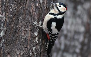 Preview wallpaper branches, woodpecker, bird