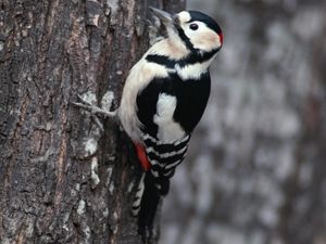 Preview wallpaper branches, woodpecker, bird