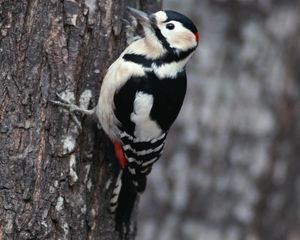 Preview wallpaper branches, woodpecker, bird