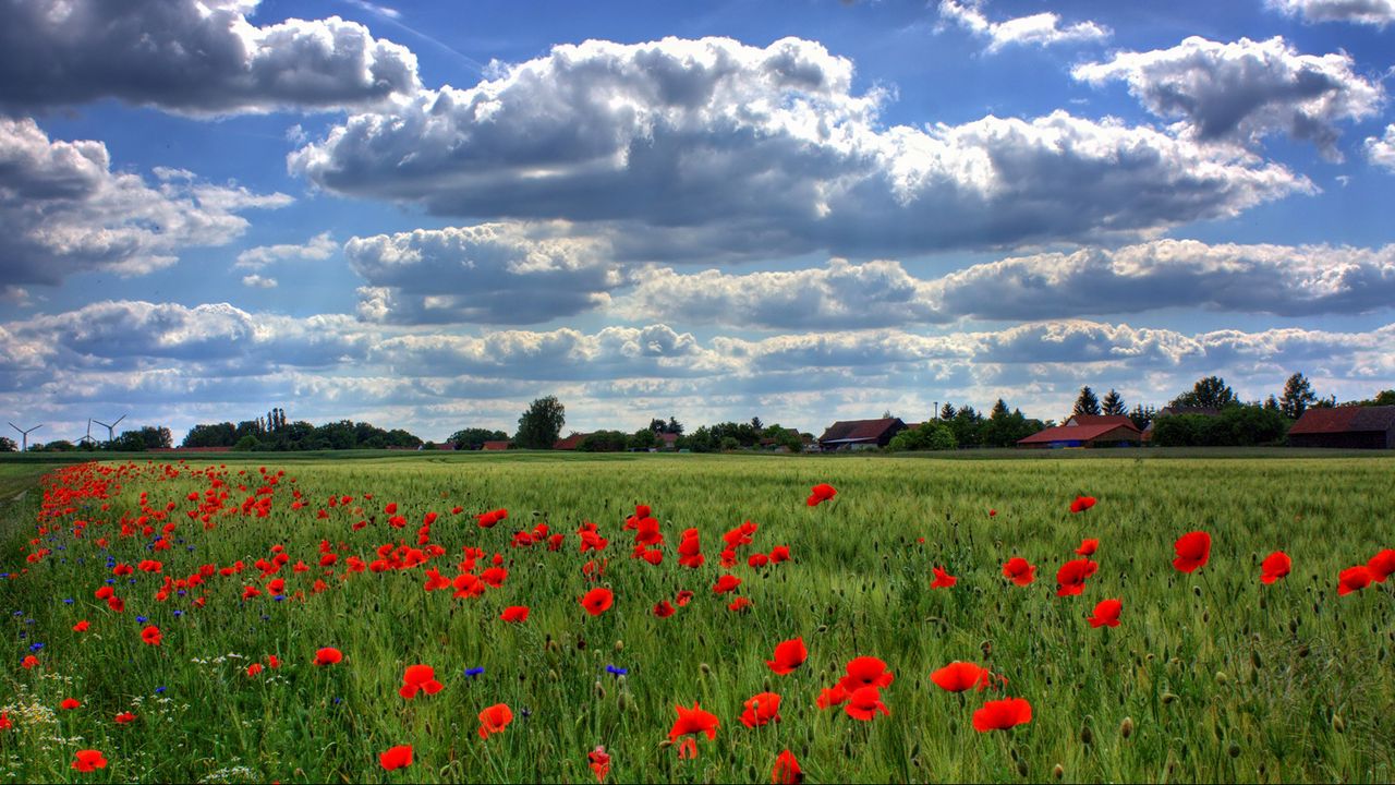 Wallpaper brandenburg, field, poppies, sky, clouds