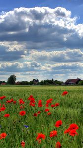 Preview wallpaper brandenburg, field, poppies, sky, clouds