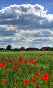 Preview wallpaper brandenburg, field, poppies, sky, clouds