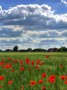 Preview wallpaper brandenburg, field, poppies, sky, clouds