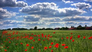 Preview wallpaper brandenburg, field, poppies, sky, clouds