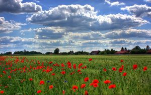 Preview wallpaper brandenburg, field, poppies, sky, clouds