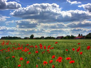 Preview wallpaper brandenburg, field, poppies, sky, clouds