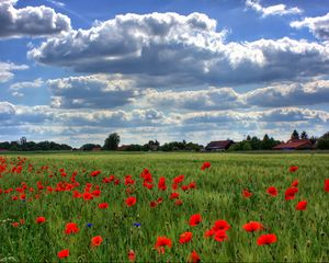 Preview wallpaper brandenburg, field, poppies, sky, clouds