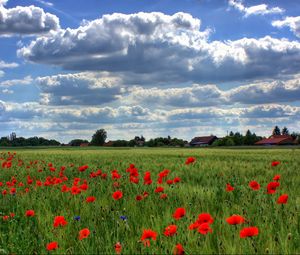 Preview wallpaper brandenburg, field, poppies, sky, clouds