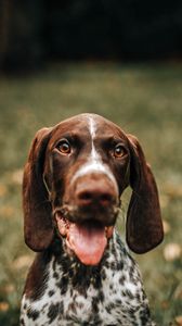 Preview wallpaper braque francais, dog, protruding tongue, muzzle