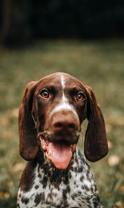 Preview wallpaper braque francais, dog, protruding tongue, muzzle