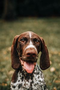 Preview wallpaper braque francais, dog, protruding tongue, muzzle