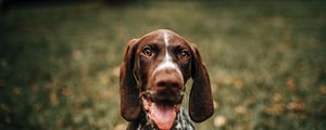 Preview wallpaper braque francais, dog, protruding tongue, muzzle