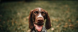 Preview wallpaper braque francais, dog, protruding tongue, muzzle