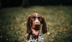 Preview wallpaper braque francais, dog, protruding tongue, muzzle